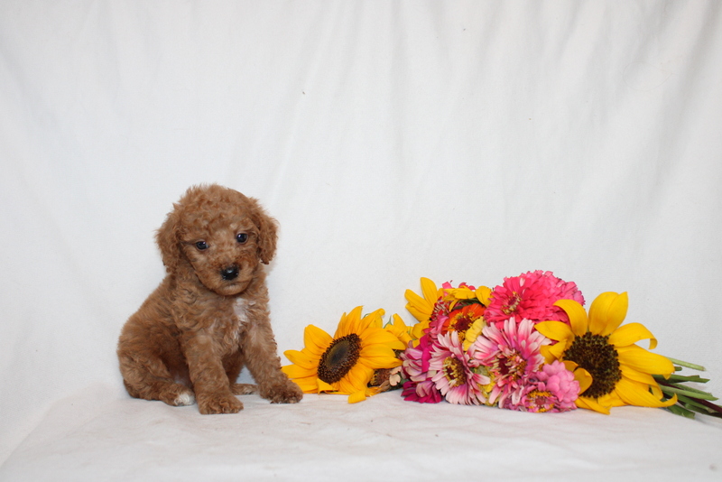 puppy, for, sale, Mini Goldendoodle F1BB, Matthew B. Stoltzfus, dog, breeder, Gap, PA, dog-breeder, puppy-for-sale, forsale, nearby, find, puppyfind, locator, puppylocator, aca